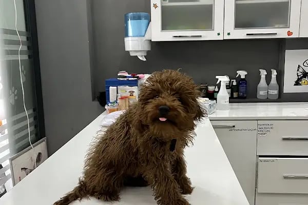 Animal Love Veteriner Kliniği - Resim 8
