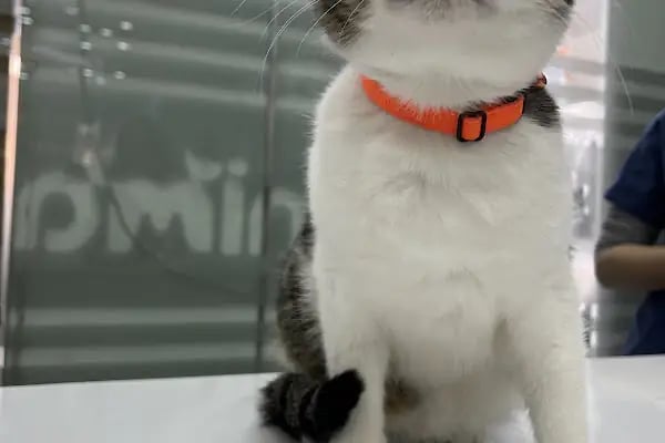 Animal Love Veteriner Kliniği - Resim 3