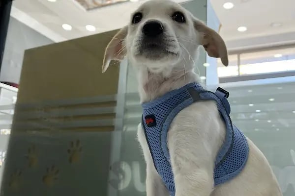 Animal Love Veteriner Kliniği - Resim 20