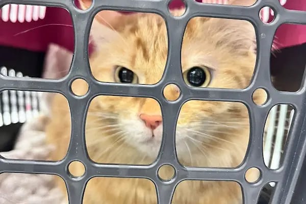 Animal Love Veteriner Kliniği - Resim 18