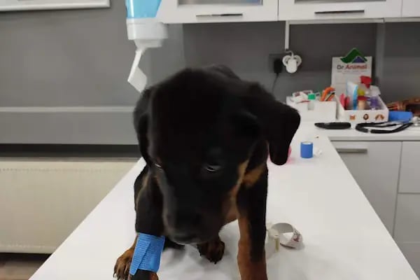 Animal Love Veteriner Kliniği - Resim 12