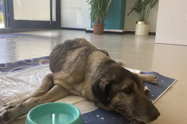 Küçükçekmece Pet ve Kuş Veteriner Kliniği - Resim 8