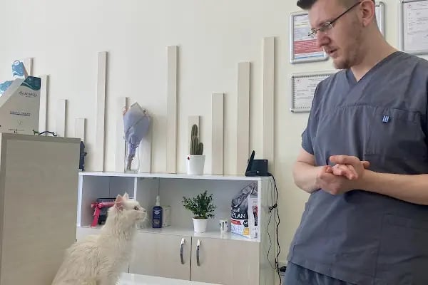 Küçükçekmece Pet ve Kuş Veteriner Kliniği - Resim 11