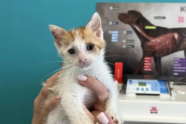 Küçükçekmece Pet ve Kuş Veteriner Kliniği - Resim 7