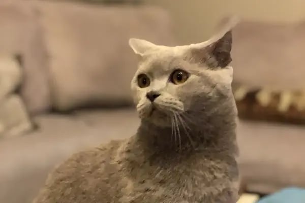Küçükçekmece Pet ve Kuş Veteriner Kliniği - Resim 19