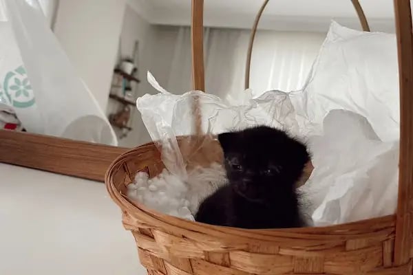 Küçükçekmece Pet ve Kuş Veteriner Kliniği - Resim 6