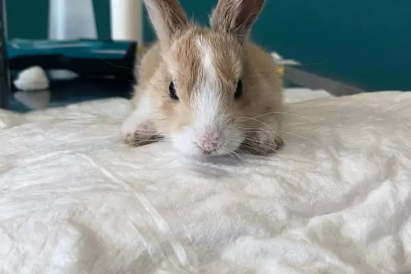 Küçükçekmece Pet ve Kuş Veteriner Kliniği - Resim 17