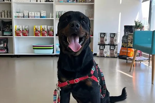 Küçükçekmece Pet ve Kuş Veteriner Kliniği - Resim 10