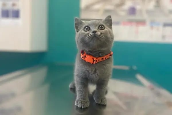Küçükçekmece Pet ve Kuş Veteriner Kliniği - Resim 9