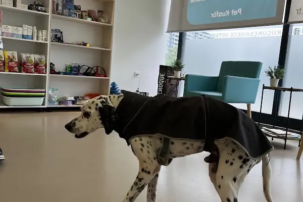 Küçükçekmece Pet ve Kuş Veteriner Kliniği - Resim 5