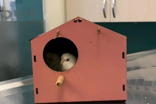 Küçükçekmece Pet ve Kuş Veteriner Kliniği - Resim 18