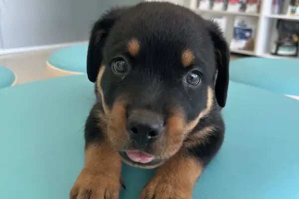 Küçükçekmece Pet ve Kuş Veteriner Kliniği - Resim 15