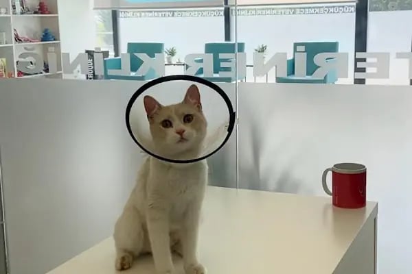 Küçükçekmece Pet ve Kuş Veteriner Kliniği - Resim 14