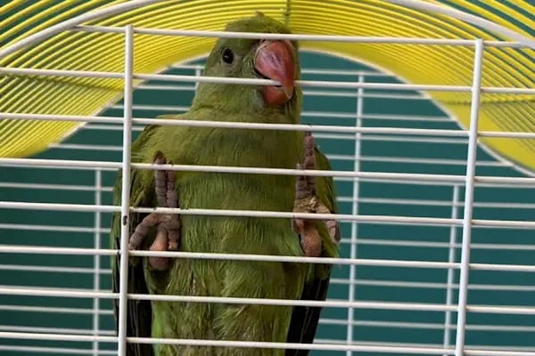 Küçükçekmece Pet ve Kuş Veteriner Kliniği - Resim 4