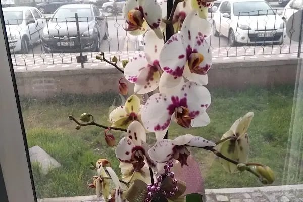 Akhisar Adliye Sarayı - Resim 14