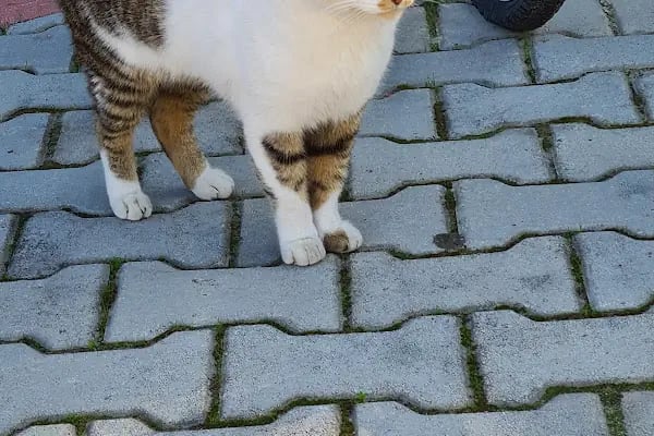 Mahmutlar Veteriner Polikliniği - Resim 15