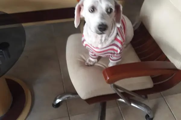 Mahmutlar Veteriner Polikliniği - Resim 20