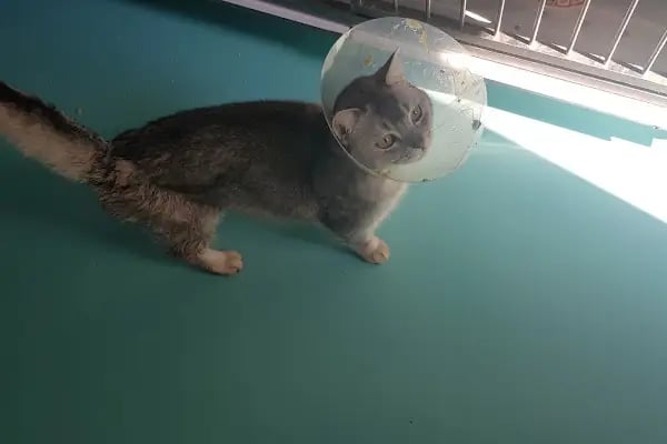 Mahmutlar Veteriner Polikliniği - Resim 19