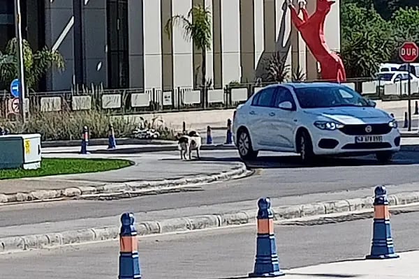 Bodrum Yeni Otogar - Resim 12