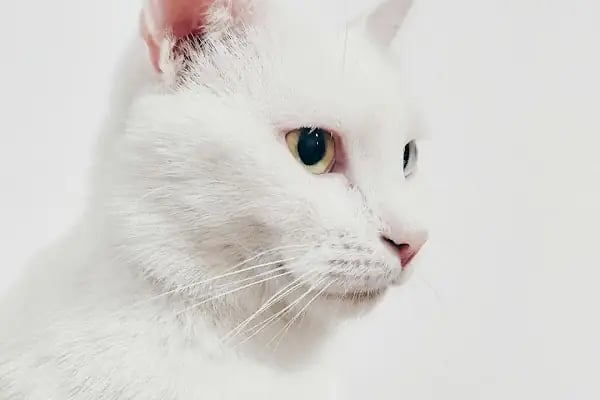 Özel Merkezefendi Veteriner Polikliniği - Denizli Veteriner - Resim 5
