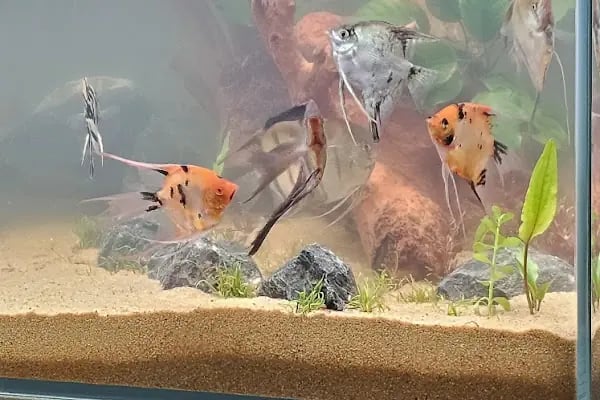 Bursa Cihan Akvaryum &amp; Petshop - Resim 6
