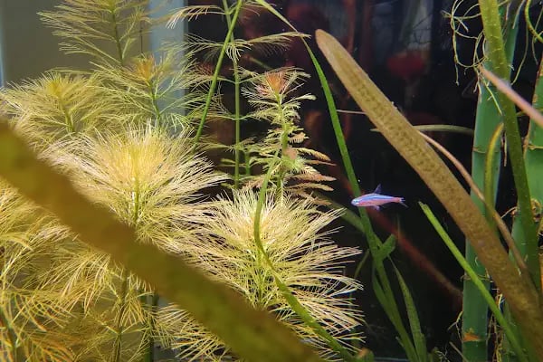 Bursa Cihan Akvaryum &amp; Petshop - Resim 16