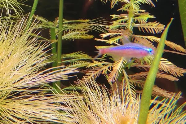 Bursa Cihan Akvaryum &amp; Petshop - Resim 14