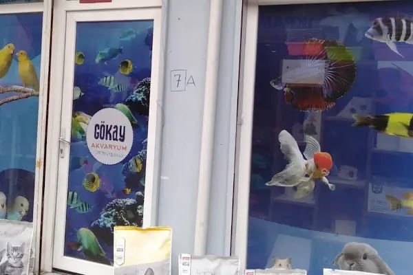 Bursa Cihan Akvaryum &amp; Petshop - Resim 3