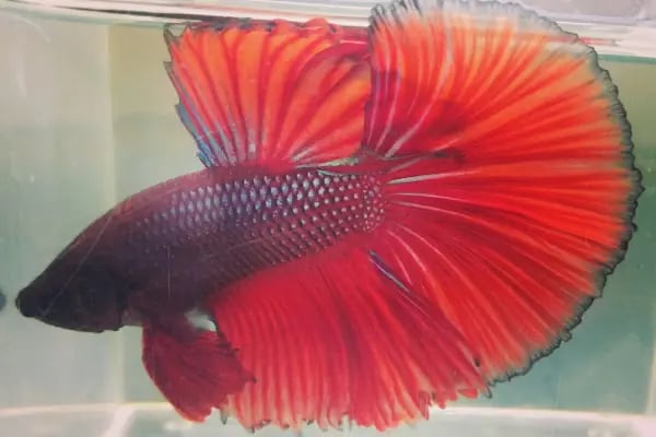 Bursa Cihan Akvaryum &amp; Petshop - Resim 10