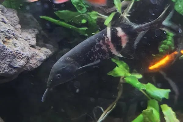Bursa Cihan Akvaryum &amp; Petshop - Resim 8