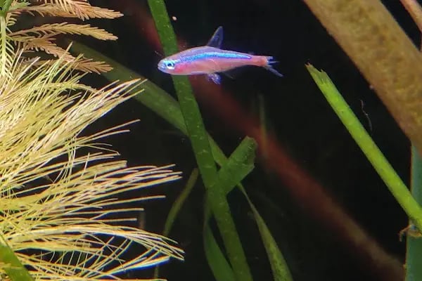 Bursa Cihan Akvaryum &amp; Petshop - Resim 19
