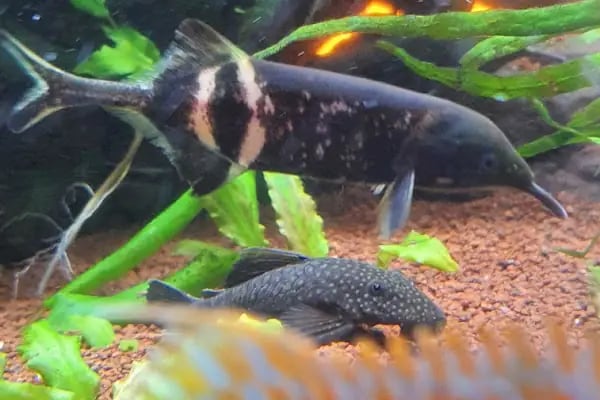 Bursa Cihan Akvaryum &amp; Petshop - Resim 4