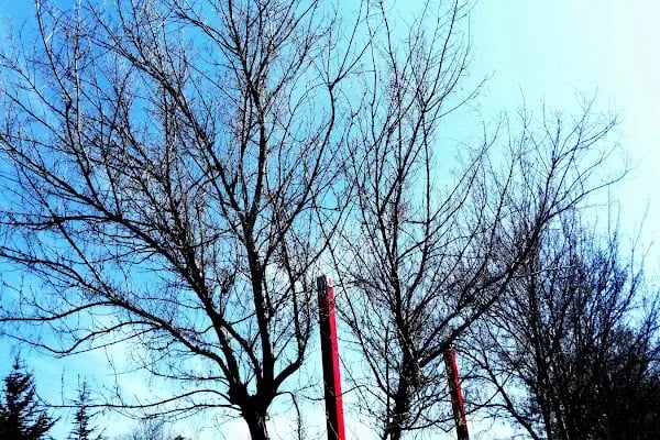 Hacettepe Üniversitesi Sıhhiye Yerleşkesi - Resim 18