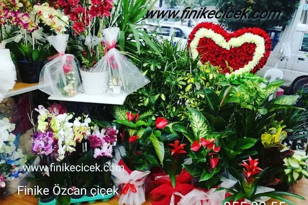 FİNİKE ÖZCAN ÇİÇEK / FİNİKE ÇİÇEK - Resim 5