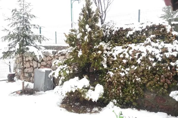 Keskin'in Bağı - Resim 17