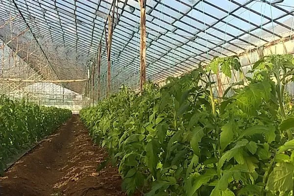 Karaçalı Mezarlığı - Resim 1