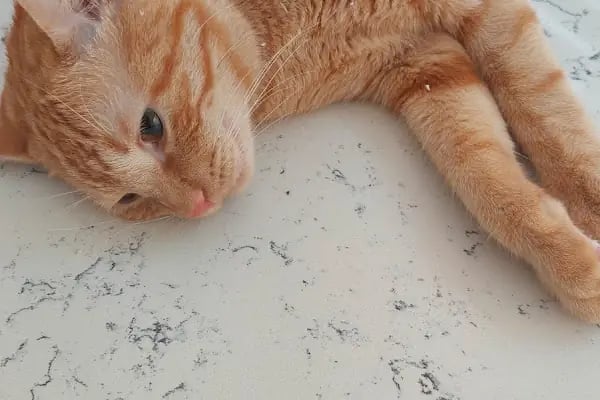 Sirius Veteriner Kliniği - Resim 8