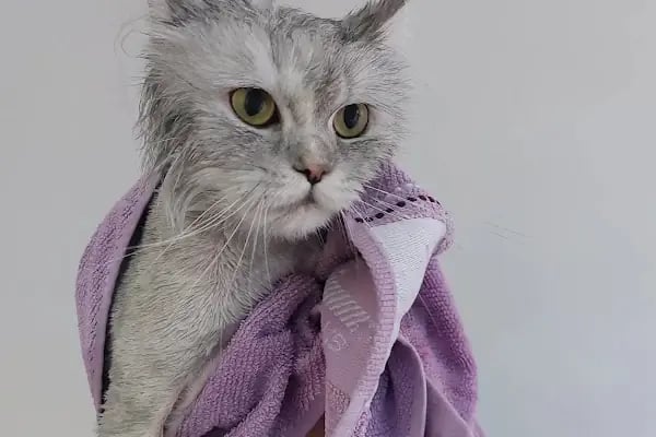Sirius Veteriner Kliniği - Resim 3