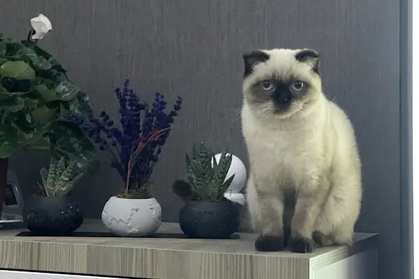 KAŞTAN PETSHOP - Resim 11