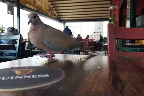 Altı Üstü Bar - Resim 13