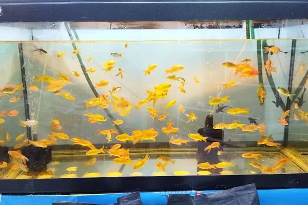 Aktepe Pet Shop Center - Resim 4