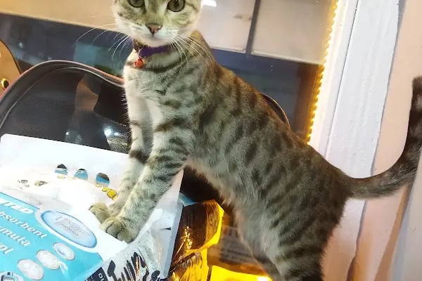 Aktepe Pet Shop Center - Resim 3