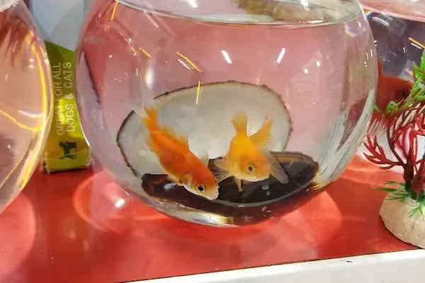 Aktepe Pet Shop Center - Resim 2