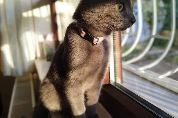 Aktepe Pet Shop Center - Resim 5