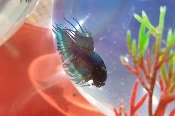 Aktepe Pet Shop Center - Resim 8