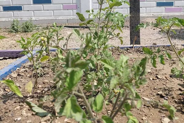 Özel Coğrafi Keşifler Anaokulu - Resim 5