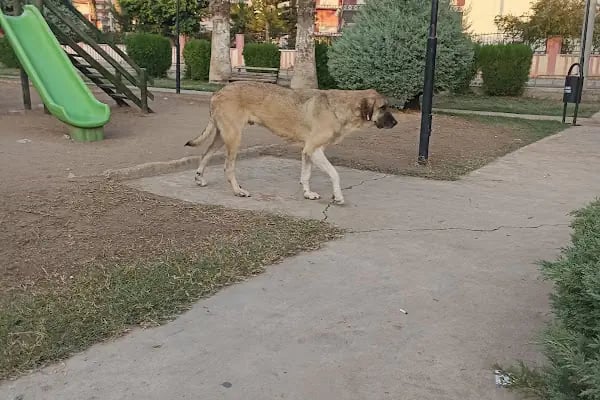 Barış Manço Parkı - Resim 10