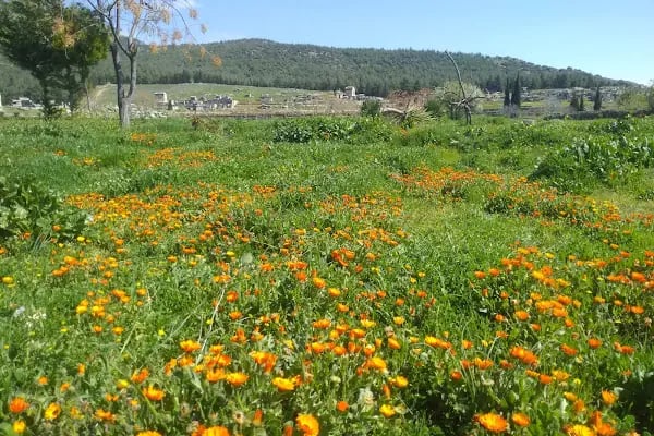 Pamukkale Traverten Otoparkı - Resim 19