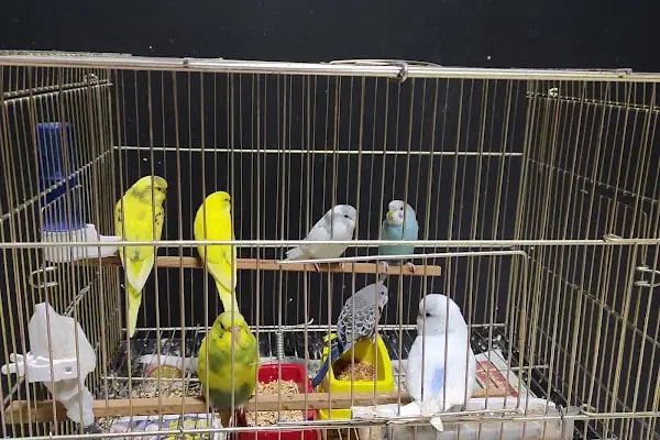 Yunus Petshop - Resim 15