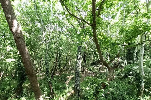 çaylak şelalesi - Resim 12